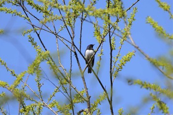 オオルリ 烏川渓谷緑地 2021年4月21日(水)