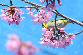 メジロ 場所が不明 2021年4月22日(木)