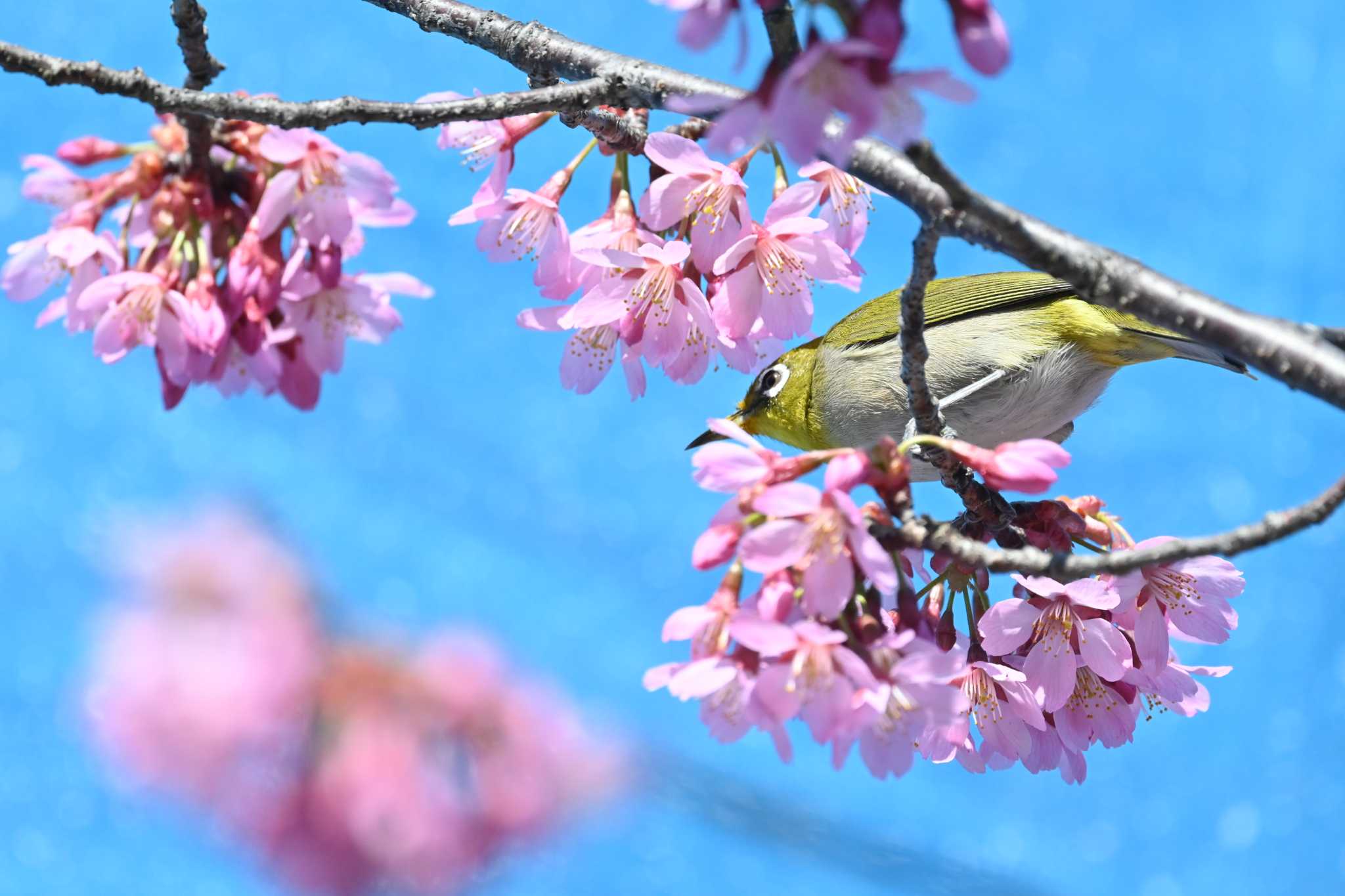 Photo of Warbling White-eye at 自宅 by toritori