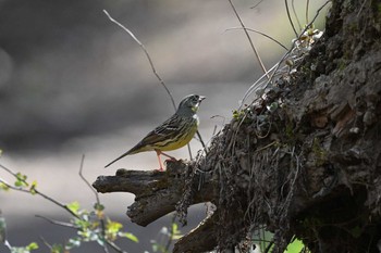 Masked Bunting 湯川ふるさと公園 Tue, 4/20/2021