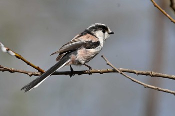 Long-tailed Tit 湯川ふるさと公園 Tue, 4/20/2021