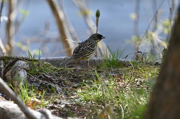 Masked Bunting 湯川ふるさと公園 Tue, 4/20/2021