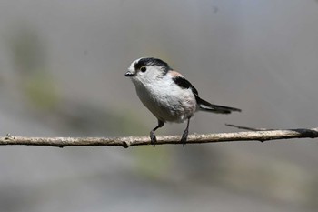 Long-tailed Tit 湯川ふるさと公園 Tue, 4/20/2021