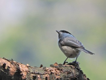 Willow Tit 大岳山 Wed, 4/21/2021