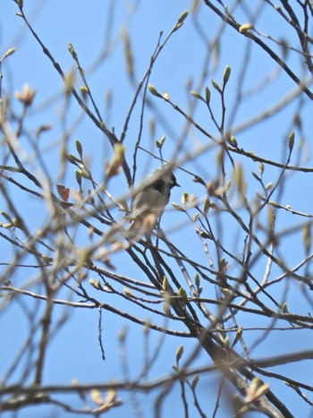 Coal Tit 大岳山 Wed, 4/21/2021