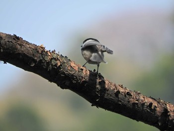 Willow Tit 大岳山 Wed, 4/21/2021