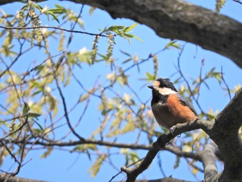 Varied Tit 大岳山 Wed, 4/21/2021