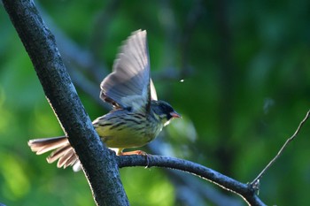 2021年4月22日(木) 長浜公園の野鳥観察記録