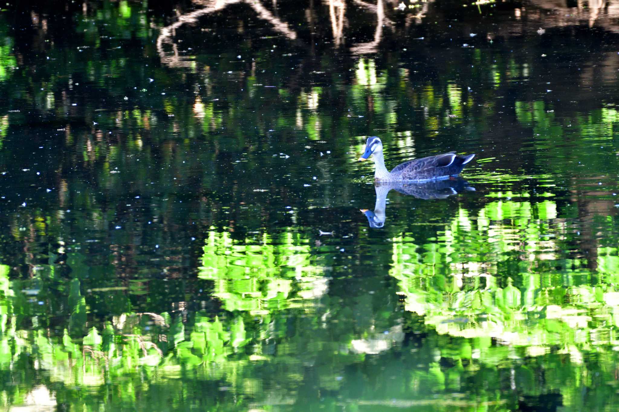 長浜公園 カルガモの写真 by やなさん