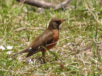 Brown-headed Thrush 泉ヶ岳 Thu, 4/22/2021