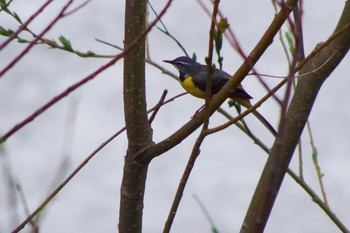 Grey Wagtail 福井緑地(札幌市西区) Thu, 4/22/2021