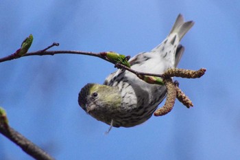 Eurasian Siskin 福井緑地(札幌市西区) Thu, 4/22/2021