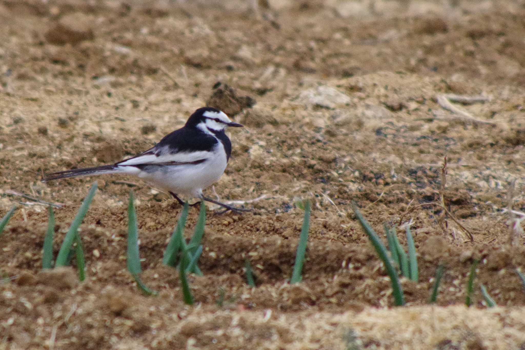 Photo of White Wagtail at 福井緑地(札幌市西区) by 98_Ark (98ｱｰｸ)