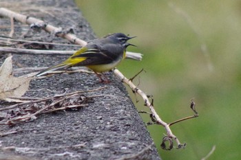 Grey Wagtail 福井緑地(札幌市西区) Thu, 4/22/2021