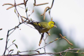 Eurasian Siskin 福井緑地(札幌市西区) Thu, 4/22/2021