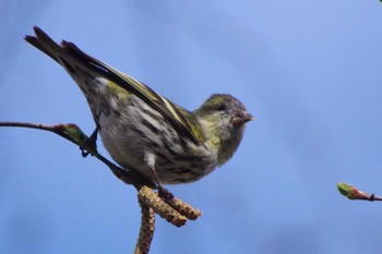 Eurasian Siskin 福井緑地(札幌市西区) Thu, 4/22/2021