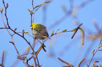 Eurasian Siskin 福井緑地(札幌市西区) Thu, 4/22/2021