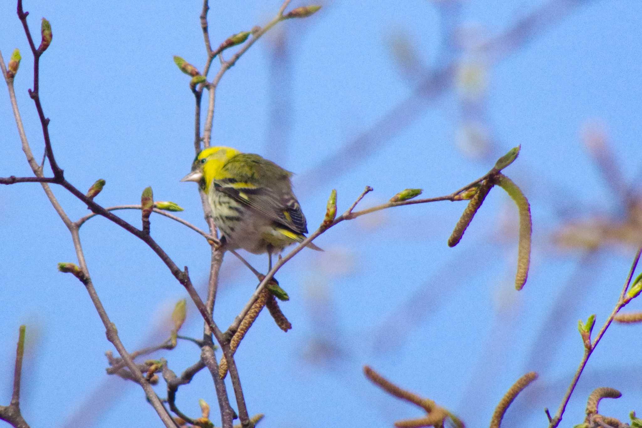 Photo of Eurasian Siskin at 福井緑地(札幌市西区) by 98_Ark (98ｱｰｸ)