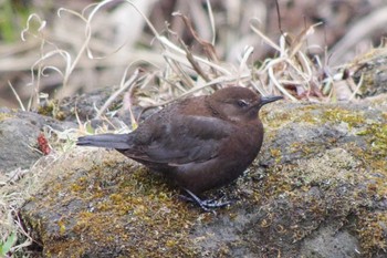 Brown Dipper 福井緑地(札幌市西区) Thu, 4/22/2021