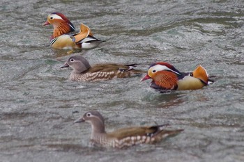 Mandarin Duck 福井緑地(札幌市西区) Thu, 4/22/2021