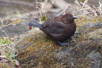 Brown Dipper 福井緑地(札幌市西区) Thu, 4/22/2021