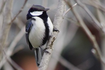 Japanese Tit 福井緑地(札幌市西区) Thu, 4/22/2021