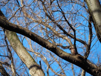 Eurasian Jay 川崎市　東高根森林公園 Tue, 2/21/2017