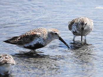 ハマシギ ふなばし三番瀬海浜公園 2021年4月21日(水)