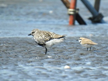 シロチドリ ふなばし三番瀬海浜公園 2021年4月18日(日)