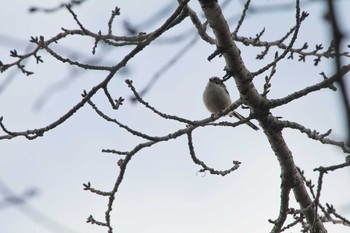 2017年2月22日(水) 船橋アンデルセン公園の野鳥観察記録