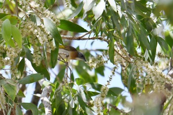 Rufous-banded Honeyeater Lake Field National Park Sat, 10/19/2019