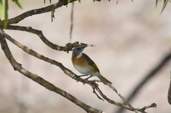 Rufous-banded Honeyeater Lake Field National Park Sat, 10/19/2019