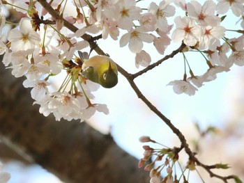 メジロ 千葉公園 2021年3月27日(土)