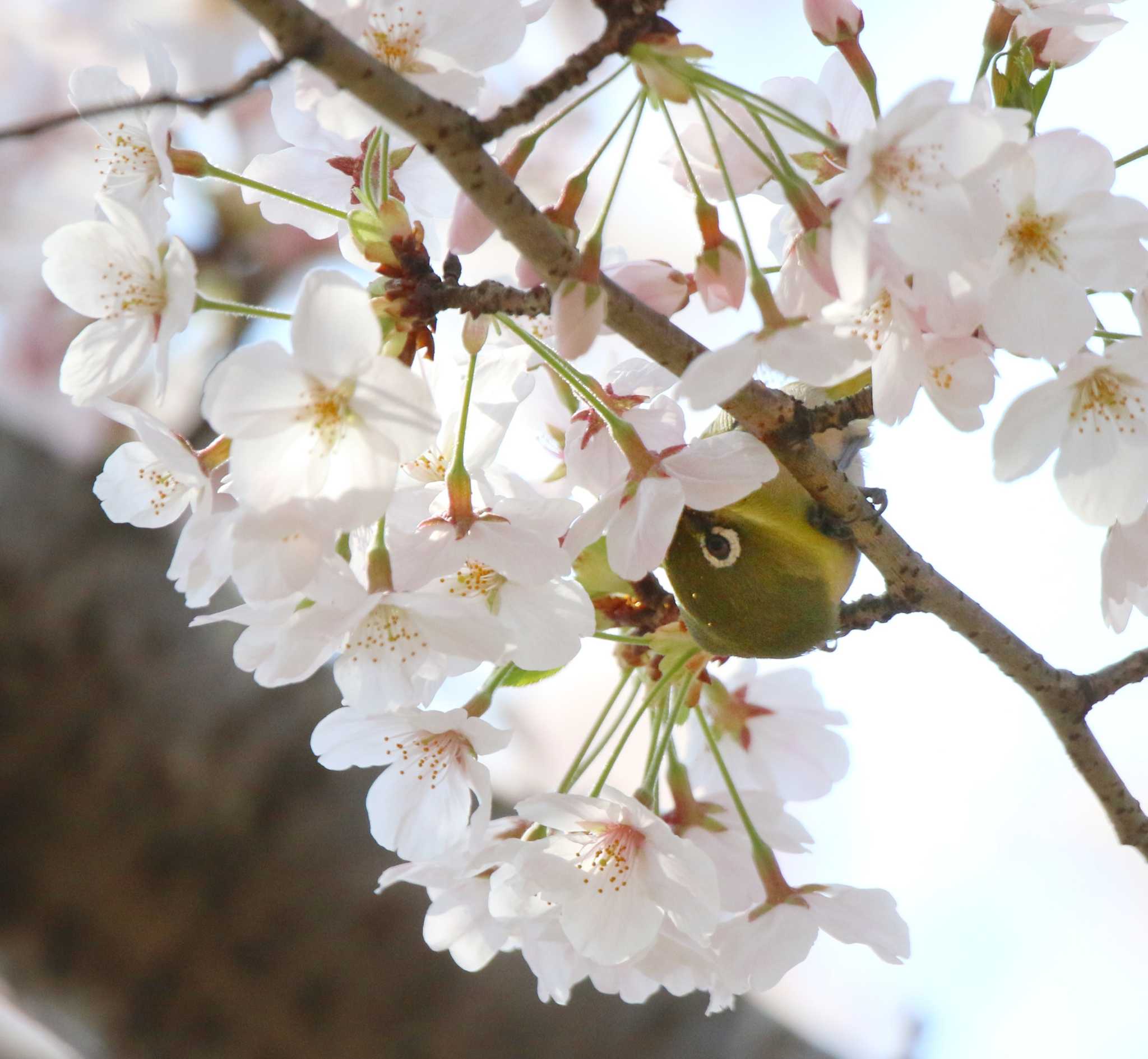 千葉公園 メジロの写真 by 川名康之