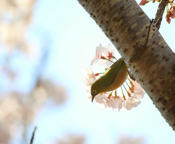 メジロ 千葉公園 2021年3月27日(土)