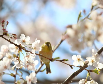 メジロ 千葉公園 2021年3月27日(土)