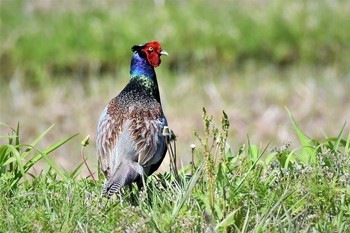 Green Pheasant 足利市 Thu, 4/15/2021