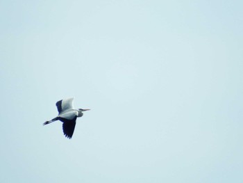 Grey Heron 富岡並木ふなだまり公園 Thu, 4/22/2021