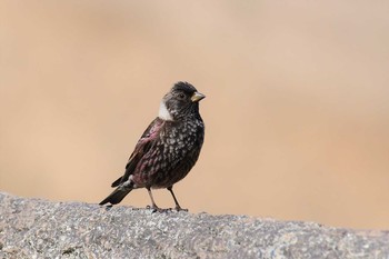 2021年4月22日(木) 禄剛崎の野鳥観察記録