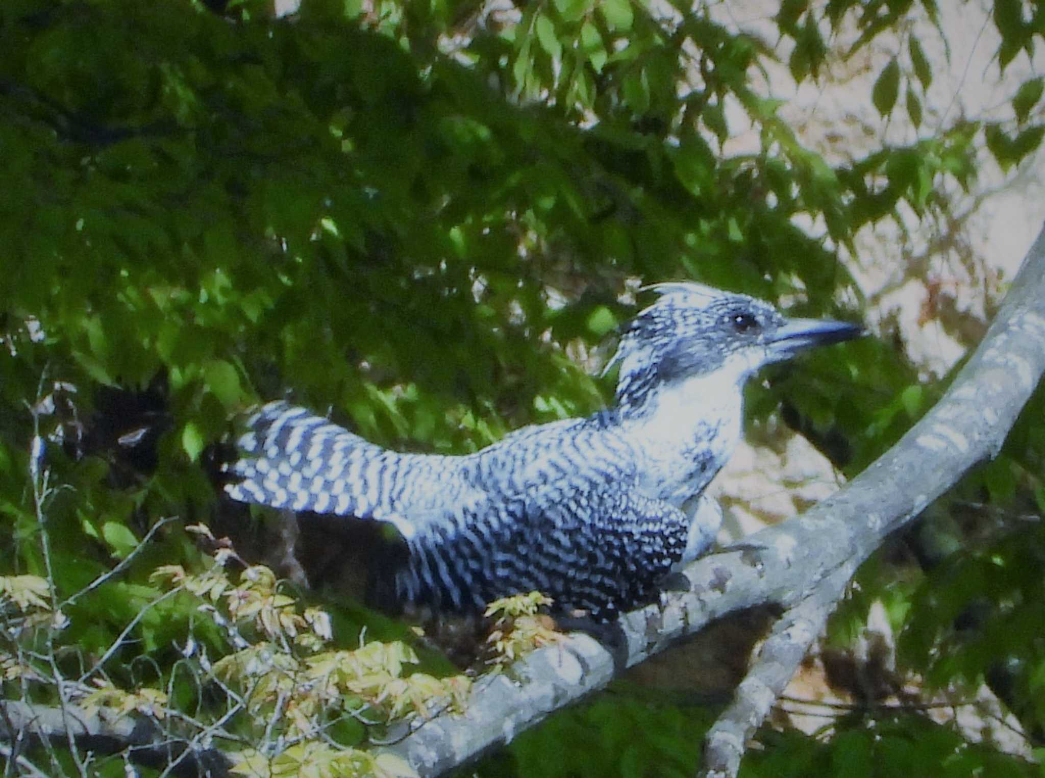 Photo of Crested Kingfisher at 奈良県宇陀市室生ダム by Jack4540