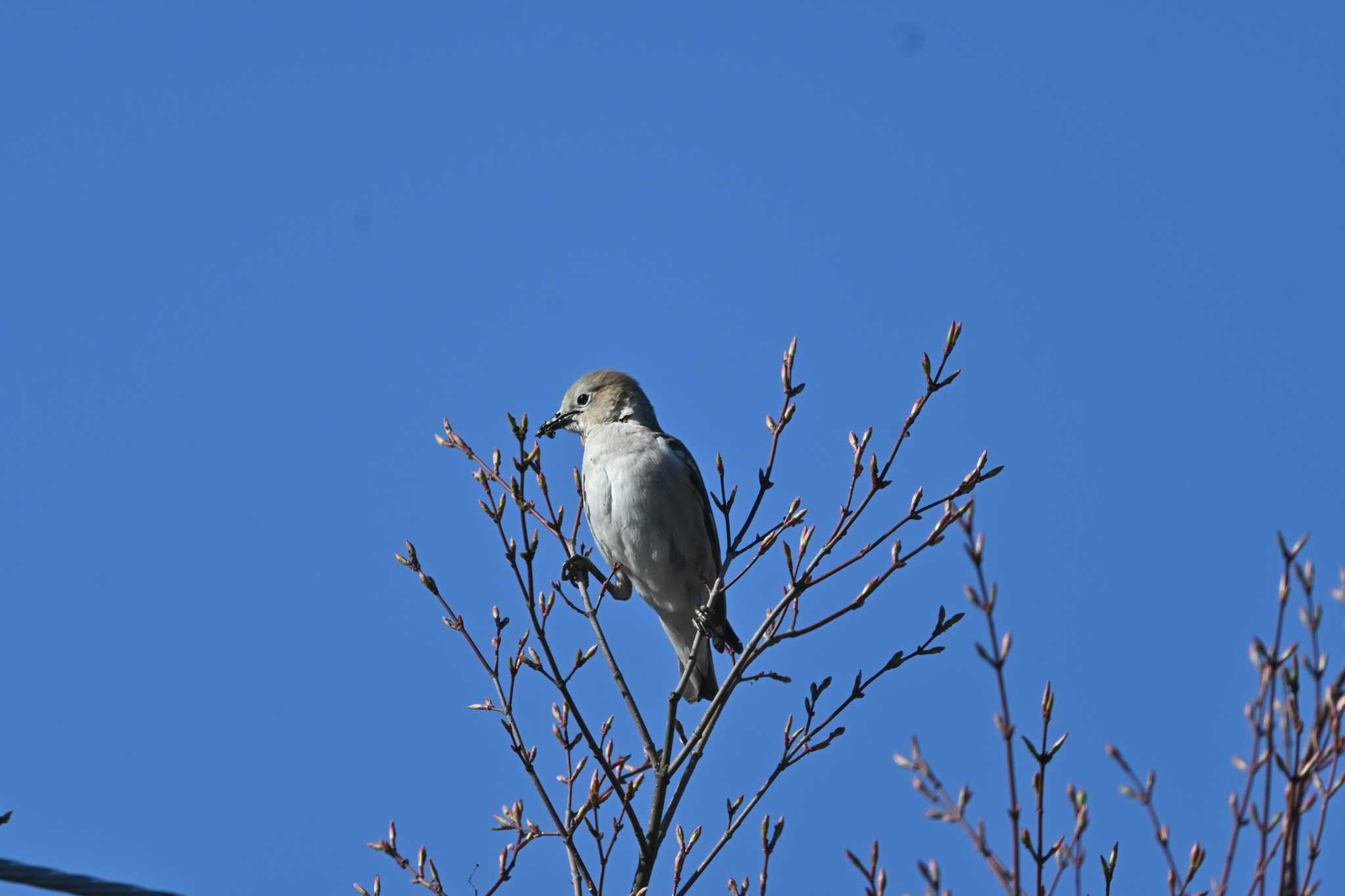 Photo of Chestnut-cheeked Starling at  by toritori