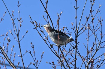 Chestnut-cheeked Starling 自宅 Fri, 4/23/2021