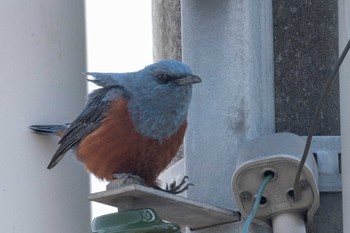 Blue Rock Thrush Unknown Spots Mon, 4/5/2021