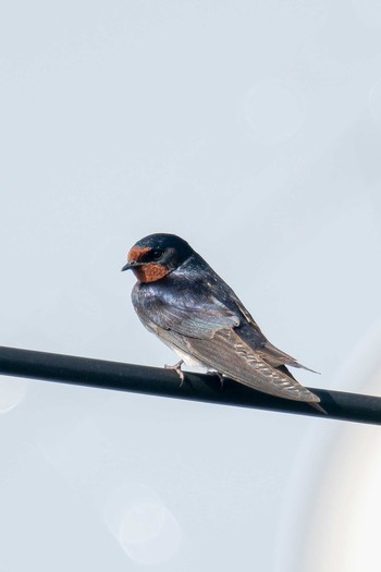 Barn Swallow Unknown Spots Fri, 4/23/2021