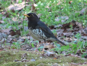 2021年4月23日(金) 青葉山公園の野鳥観察記録