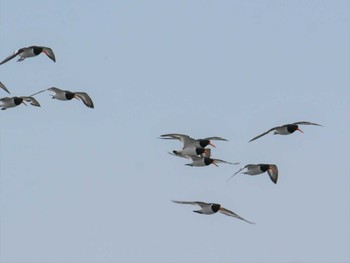 Eurasian Oystercatcher Sambanze Tideland Thu, 4/22/2021