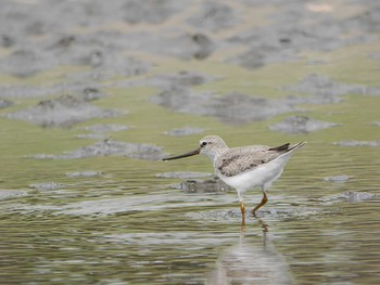 ソリハシシギ ふなばし三番瀬海浜公園 2021年4月22日(木)