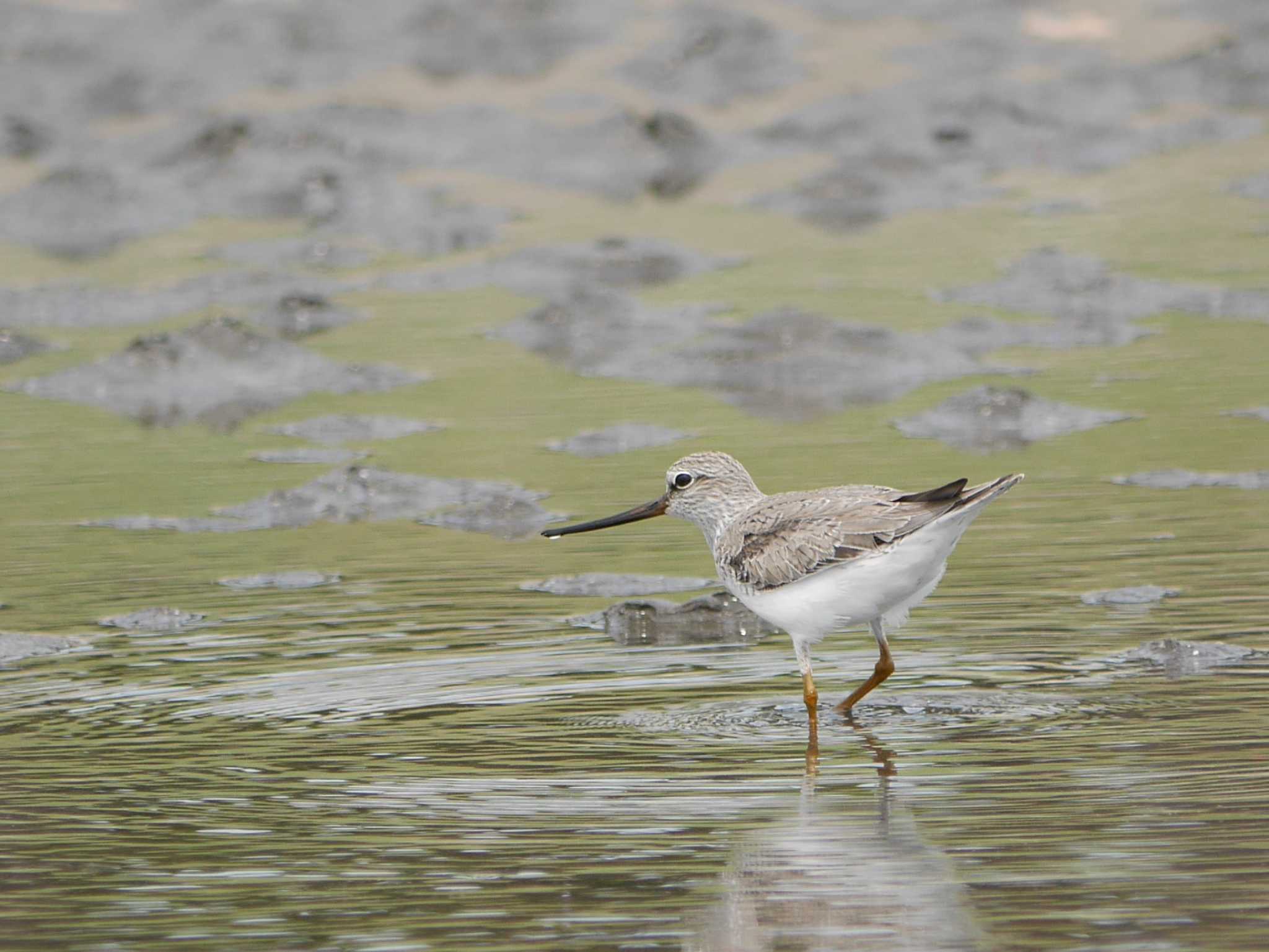 Photo of Terek Sandpiper at Sambanze Tideland by 丁稚