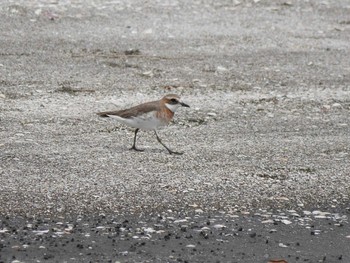 Siberian Sand Plover Sambanze Tideland Thu, 4/22/2021