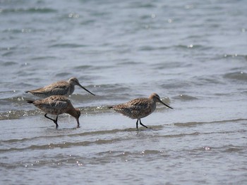 オオソリハシシギ ふなばし三番瀬海浜公園 2021年4月22日(木)